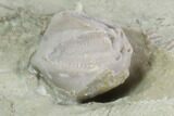 Two Blastoid (Pentremites) Fossils - Illinois #102260-3
